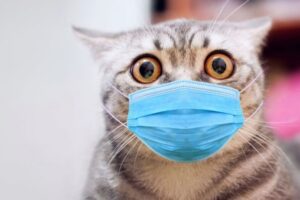 Кошачий грипп: симптомы, течение, лечение