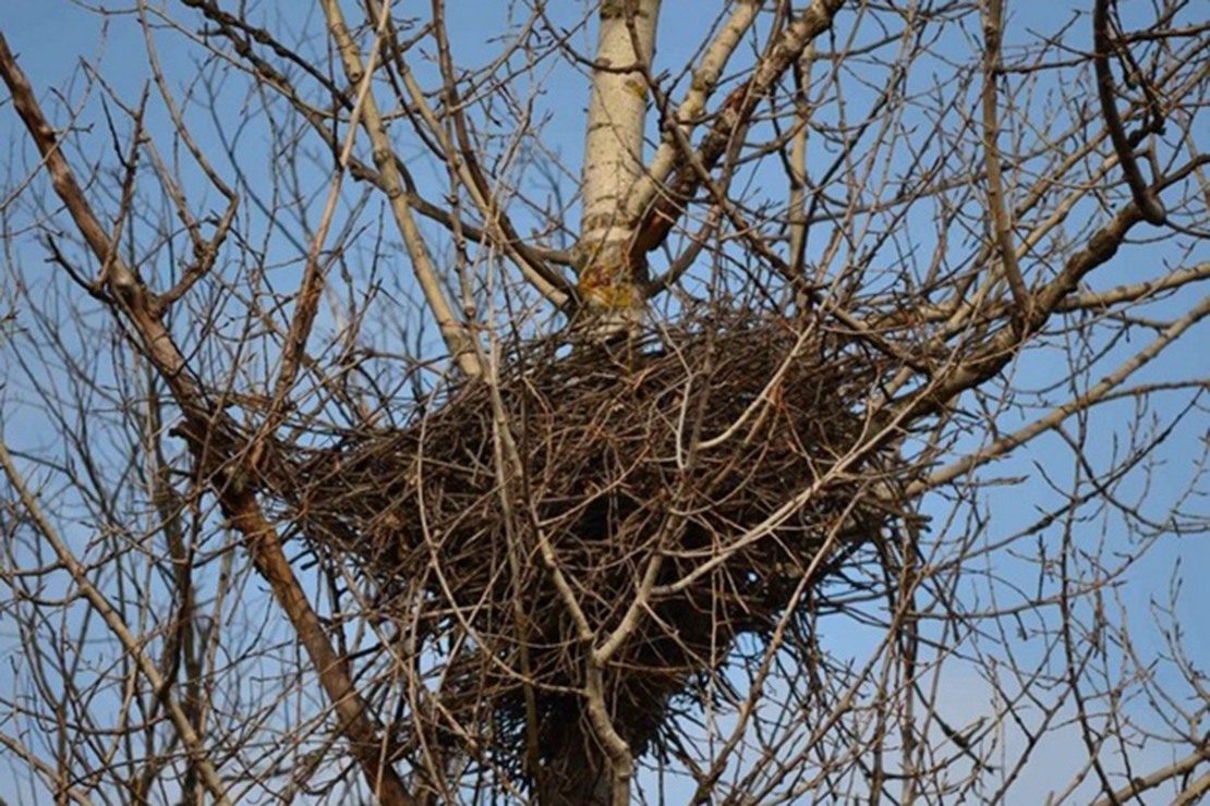 Разрушение гнезд птиц запрещено законом