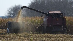 На палях раёна працягваецца кукурузны сезон