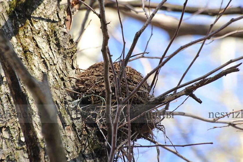 Обрезая деревья — помните  о гнездах