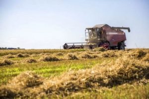 СПК «Агрокомбинат Снов» лидер в Минской области по урожайности зерновых культур