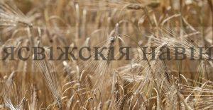 Госзаказ на зерно в Беларуси в этом году составляет 800 тыс. т
