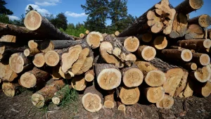 Совмин до 1 марта внесет предложения по удешевлению древесины для строительства жилья