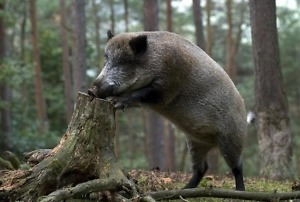 Правила охоты на кабана изменились в Беларуси