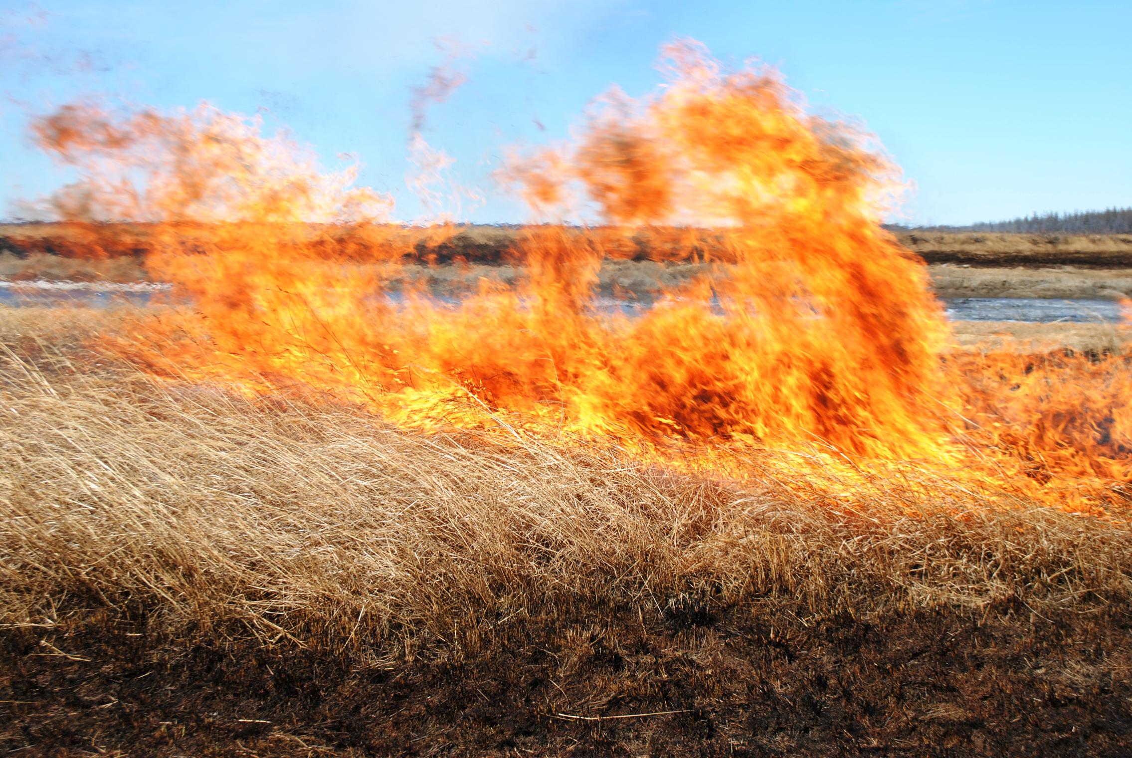 Пал огня. Горящая сухая трава. Палы сухой травы. Горит сухая трава. Выжигание сухой растительности.