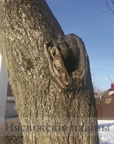 Красота и польза должны совмещаться