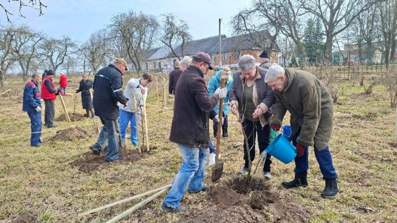 Символ связи поколений: на территории Несвижского социального пансионата «Берёзка» появился молодой яблоневый сад