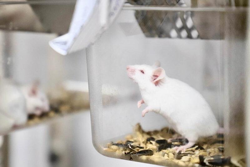 ОАО «Несвижский завод медицинских препаратов»: импортозамещение в действии