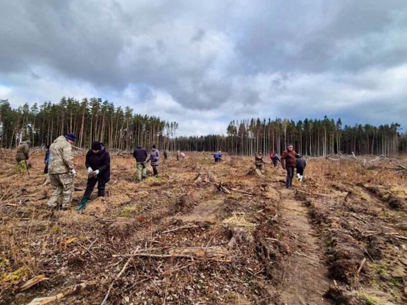 «Лес! Дабро! Парадак!»: на Несвижчине появится 53 гектара новых лесов