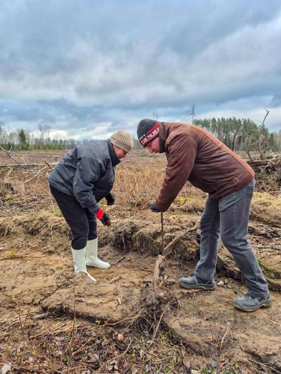 «Лес! Дабро! Парадак!»: на Несвижчине появится 53 гектара новых лесов