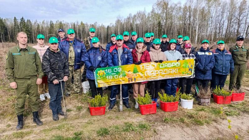 «Лес! Дабро! Парадак!»: несвижские леса становятся ещё краше. Фотофакт