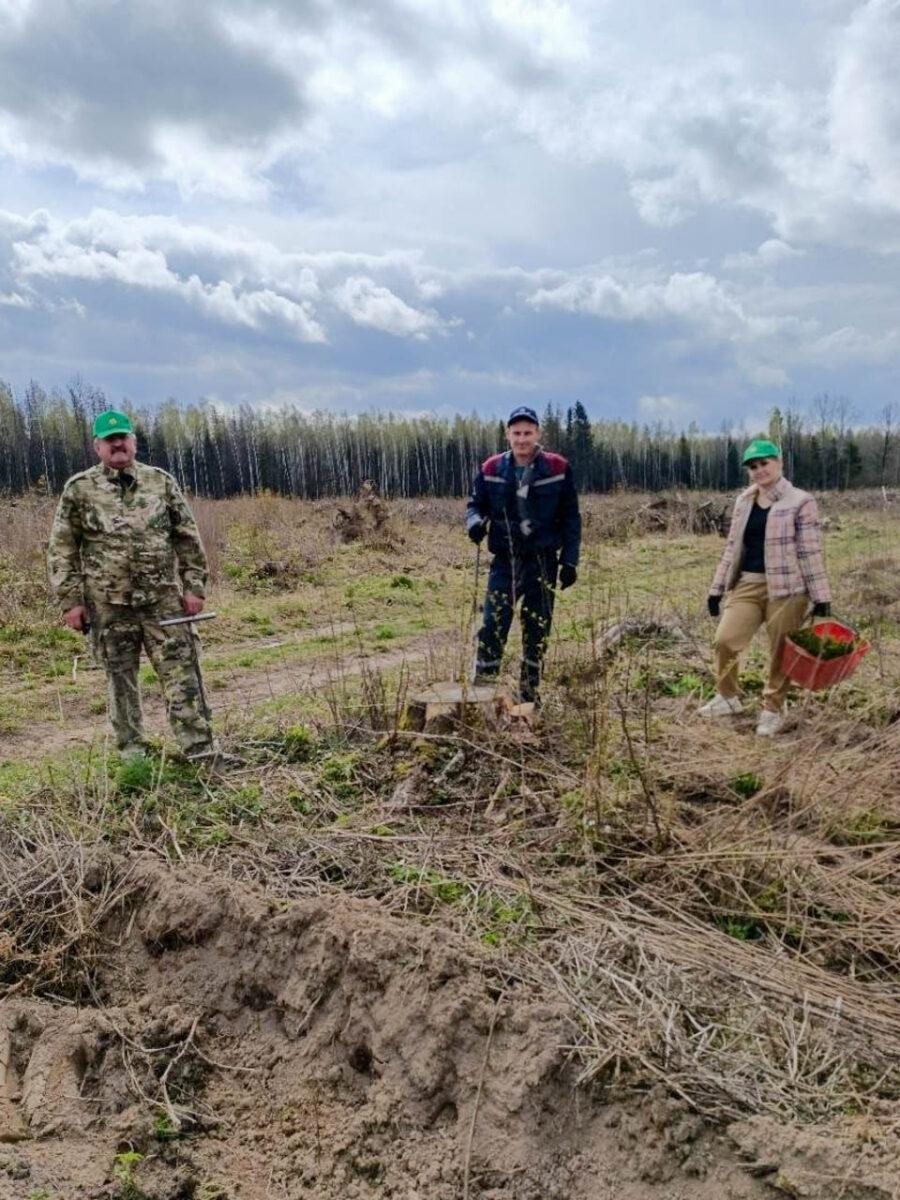«Лес! Дабро! Парадак!»: несвижские леса становятся ещё краше. Фотофакт