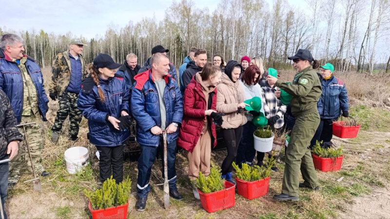 «Лес! Дабро! Парадак!»: несвижские леса становятся ещё краше. Фотофакт