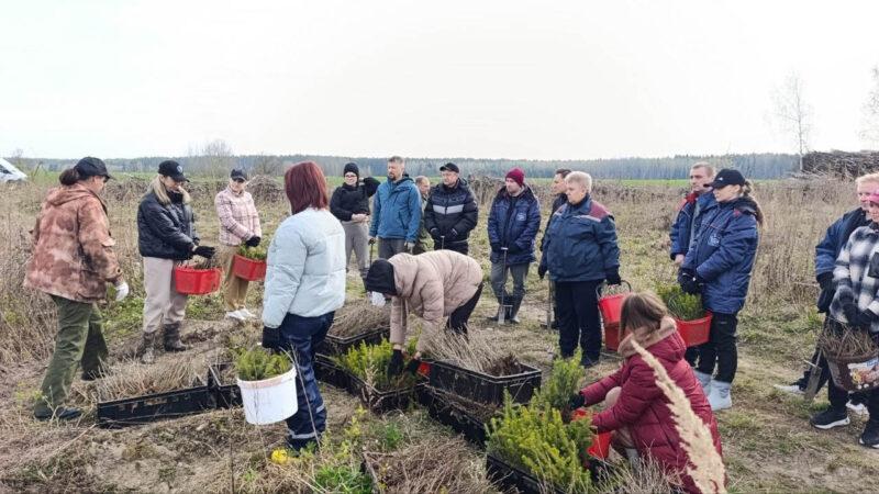 «Лес! Дабро! Парадак!»: несвижские леса становятся ещё краше. Фотофакт