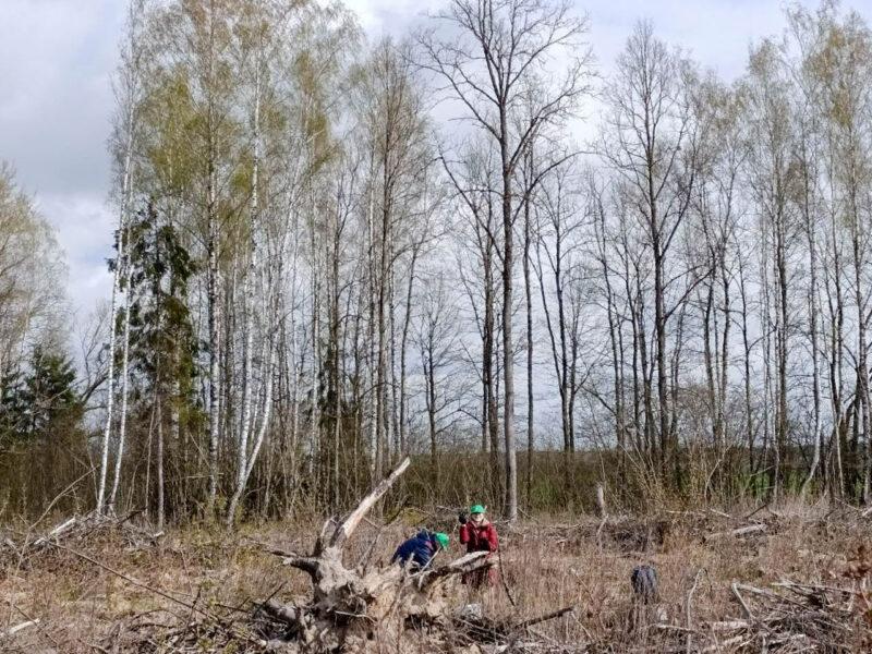 «Лес! Дабро! Парадак!»: несвижские леса становятся ещё краше. Фотофакт