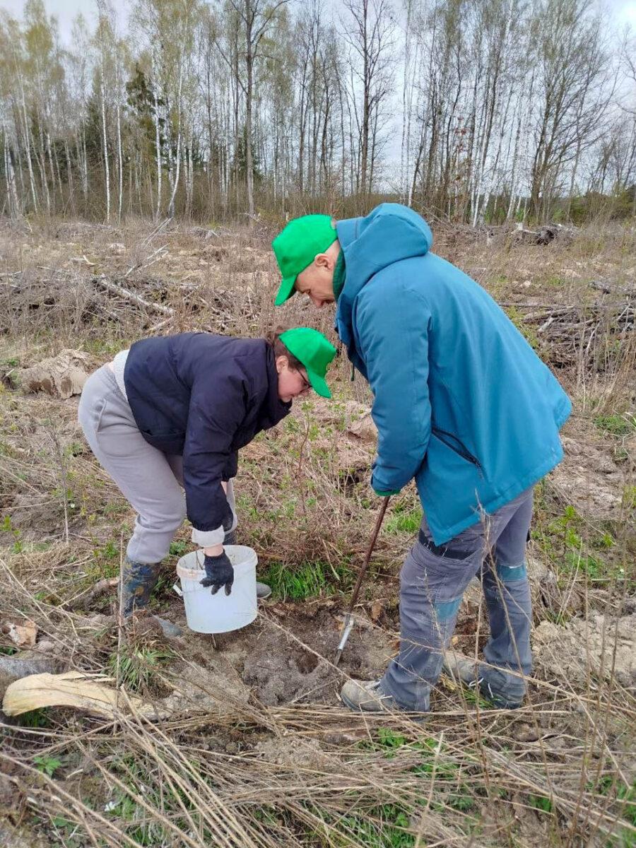 «Лес! Дабро! Парадак!»: несвижские леса становятся ещё краше. Фотофакт