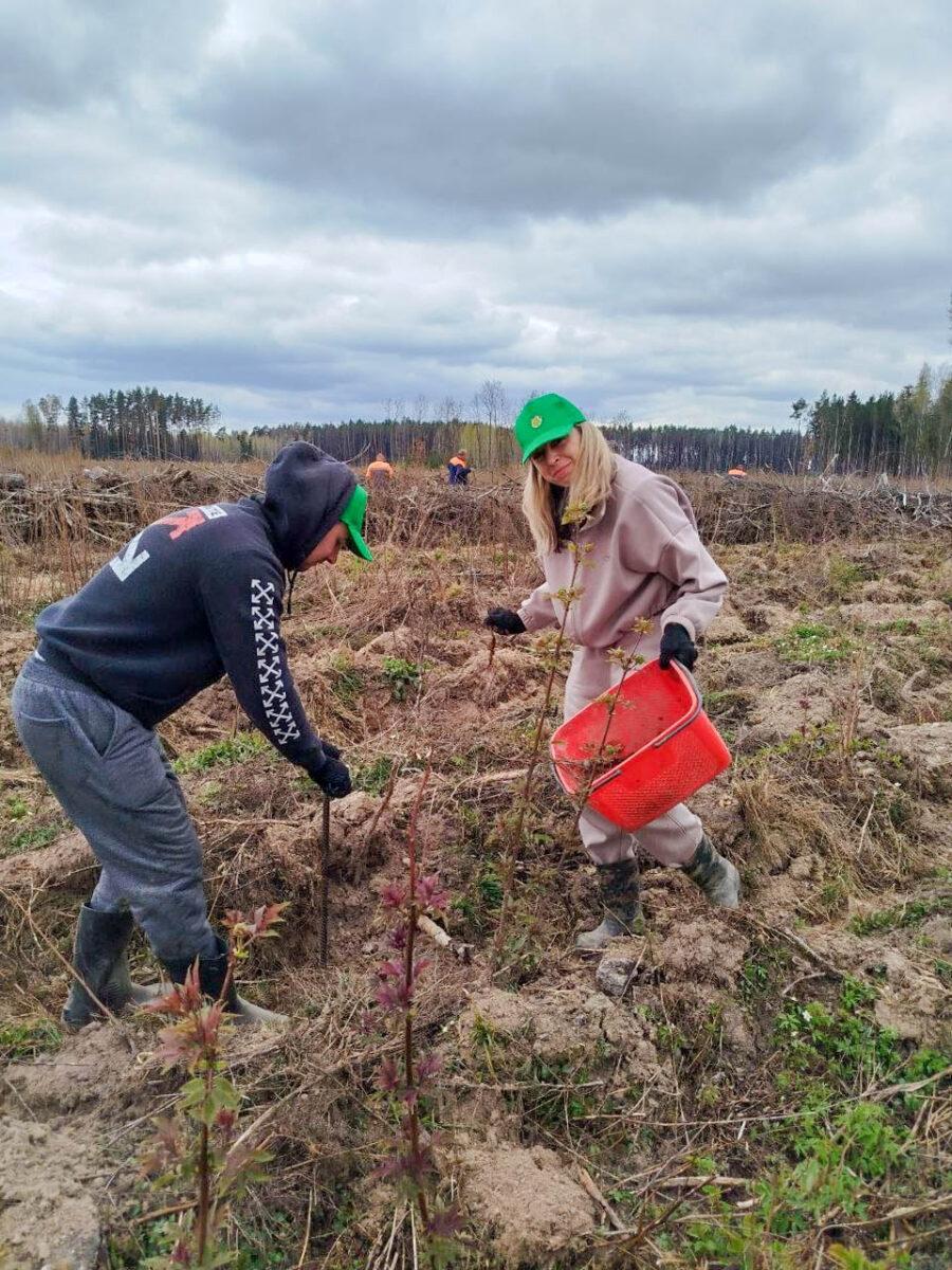 «Лес! Дабро! Парадак!»: несвижские леса становятся ещё краше. Фотофакт